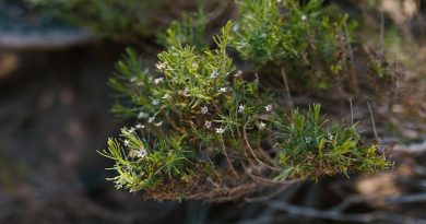 Naturens smagfulde gave: Enebær